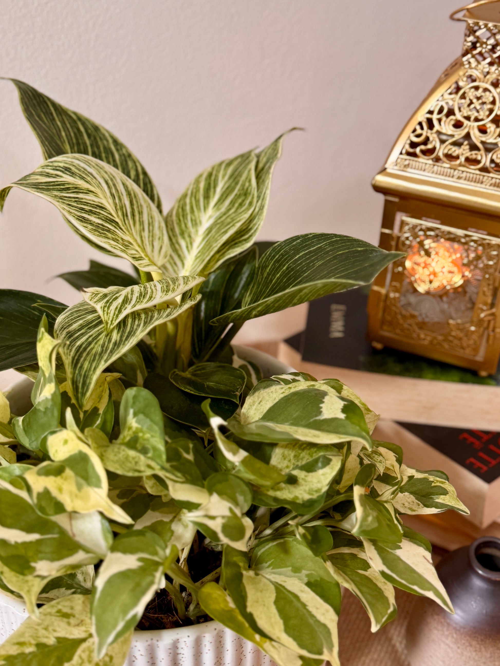 pothos birkin Philodendron Birkin & N'Joy Pothos (M Size)