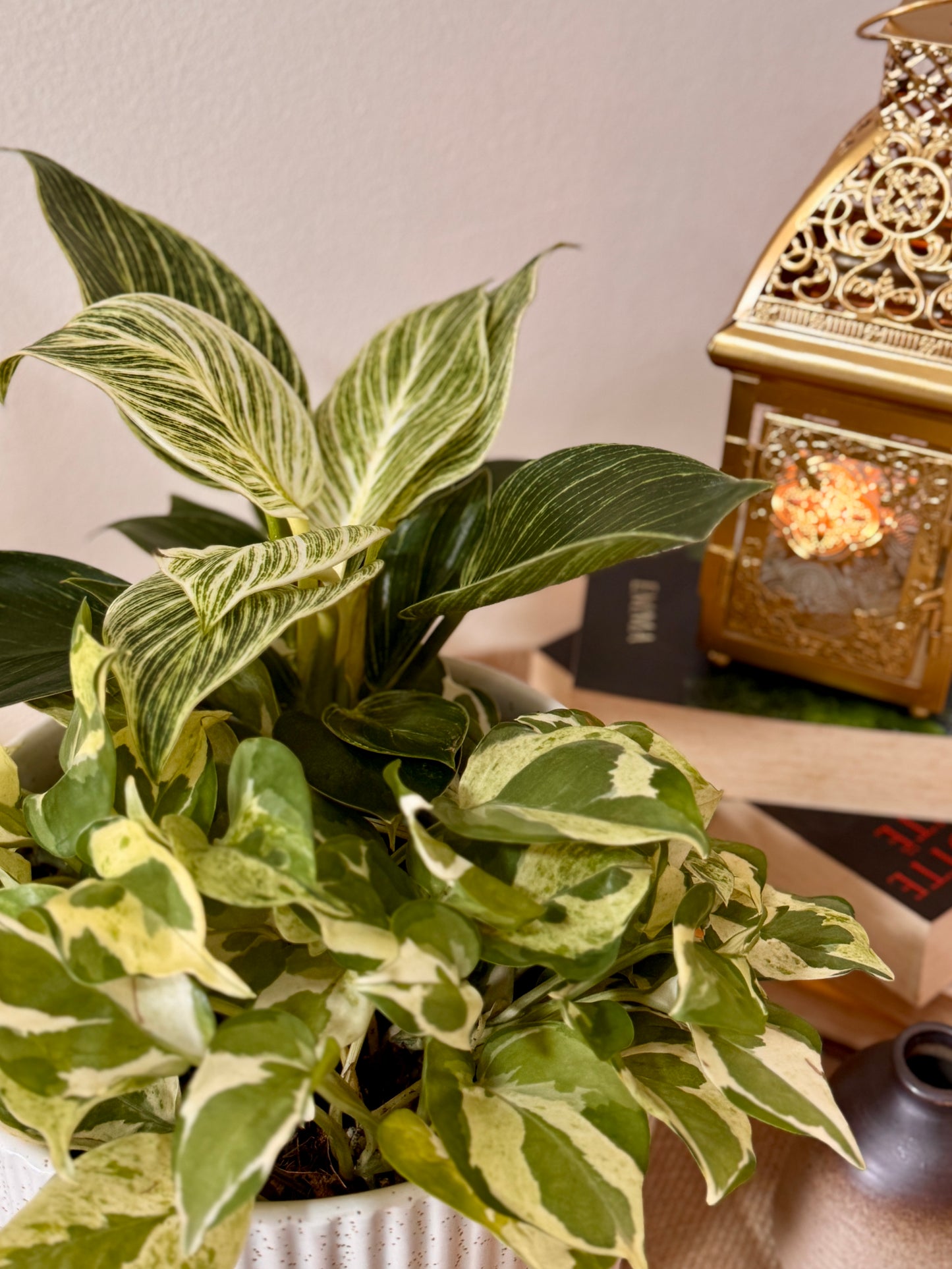 Philodendron Birkin & N'Joy Pothos (M Size)