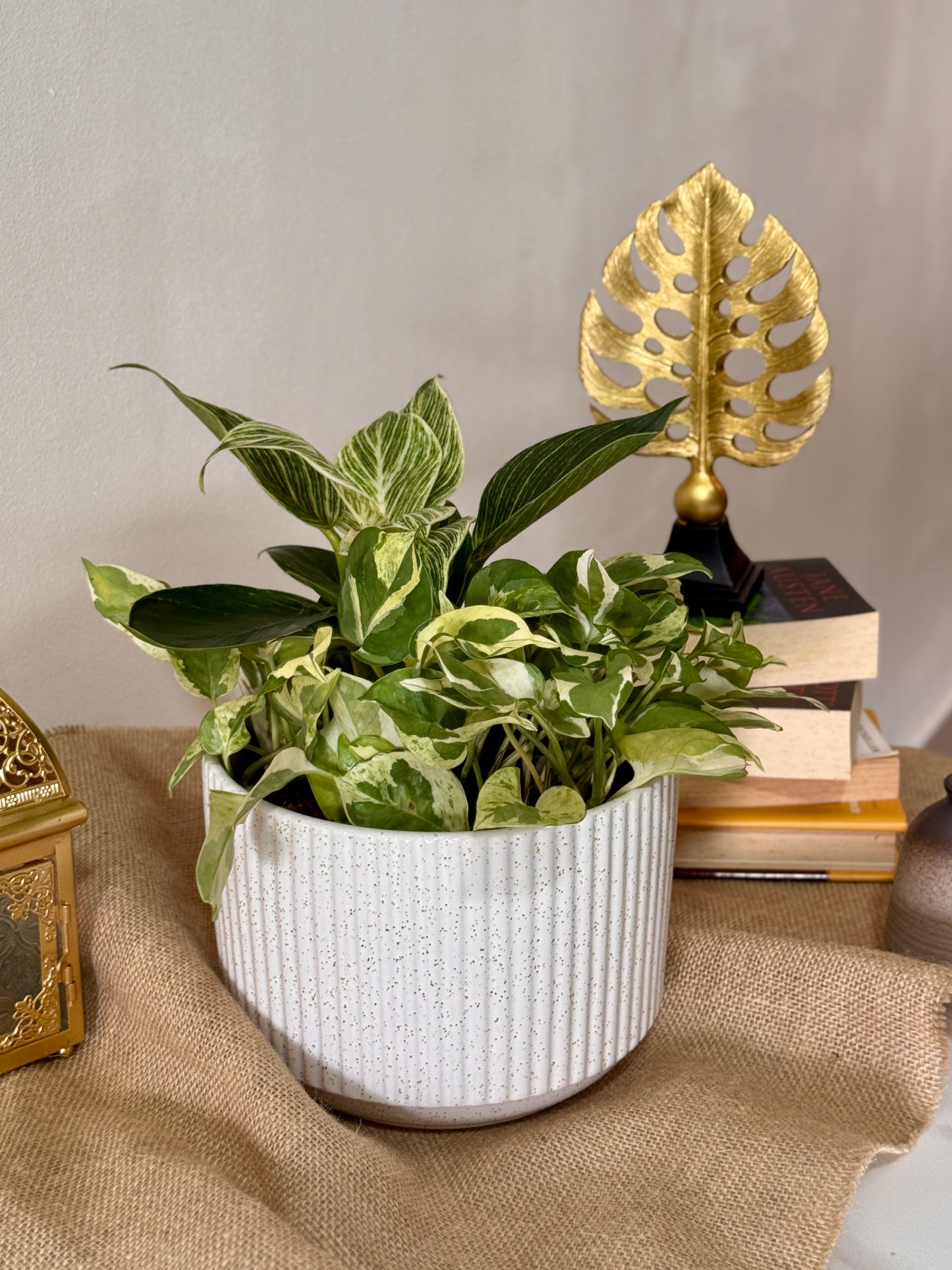 Philodendron Birkin & N'Joy Pothos (M Size)