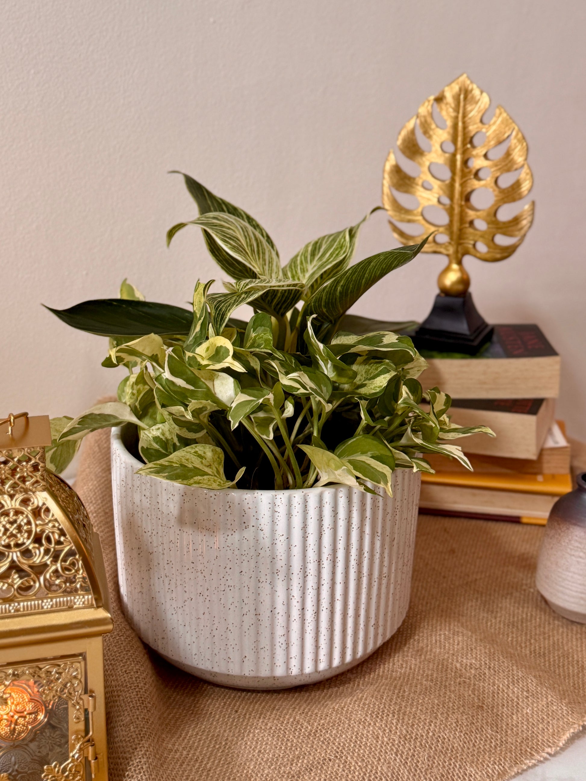 njoy philodendron Philodendron Birkin & N'Joy Pothos (M Size)