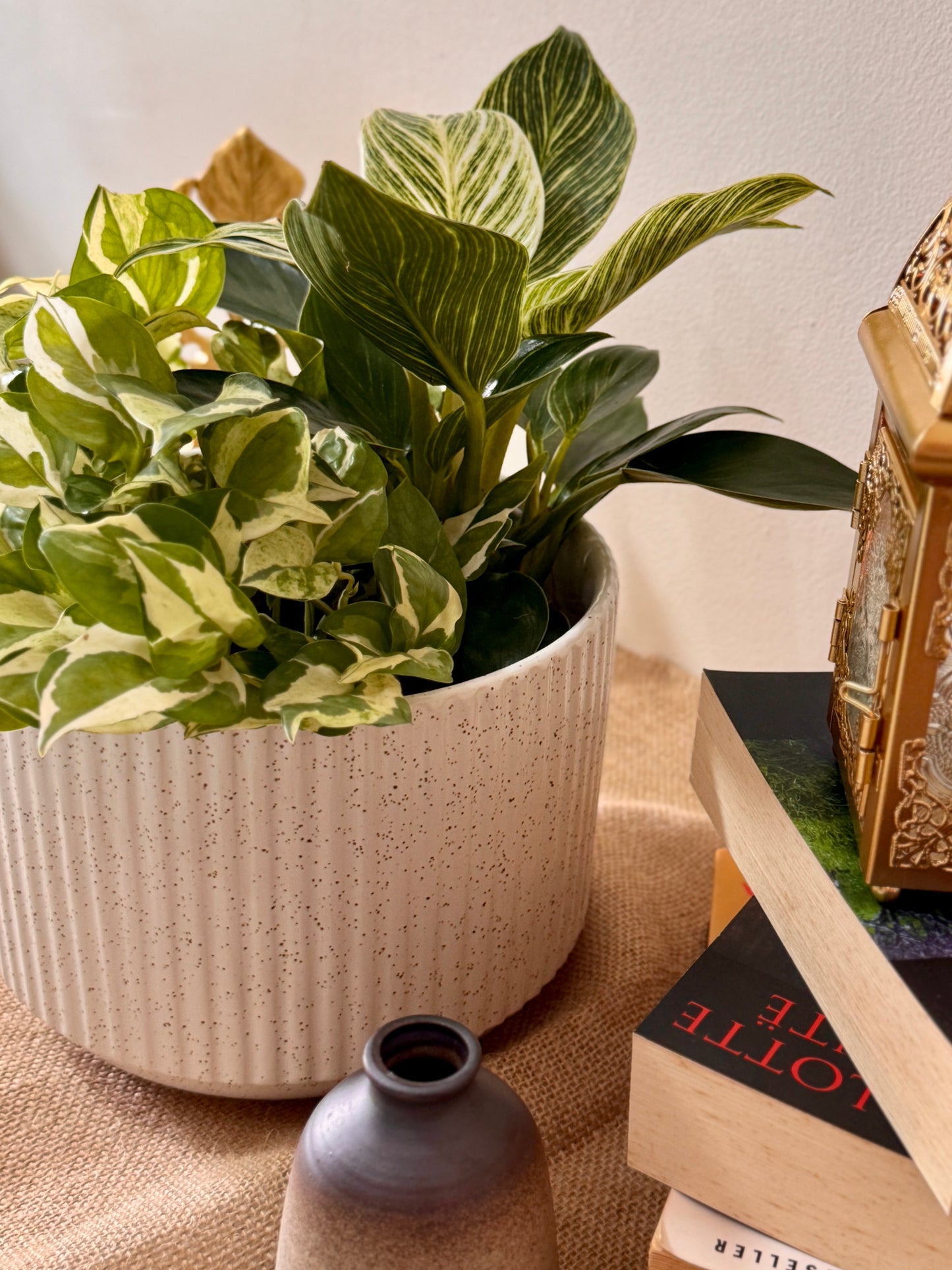 Philodendron Birkin & N'Joy Pothos (M Size)