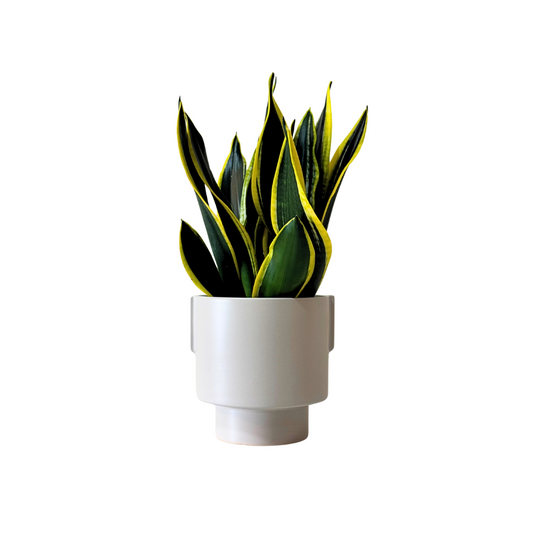 Snake Plant Sansevieria Black Gold Extreme [M Size)