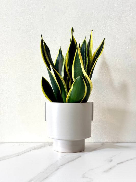Snake Plant Black Gold Extreme [M Size)