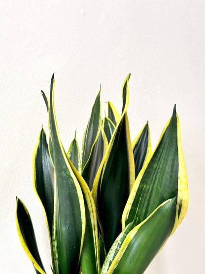 Snake Plant Black Gold Extreme [M Size)
