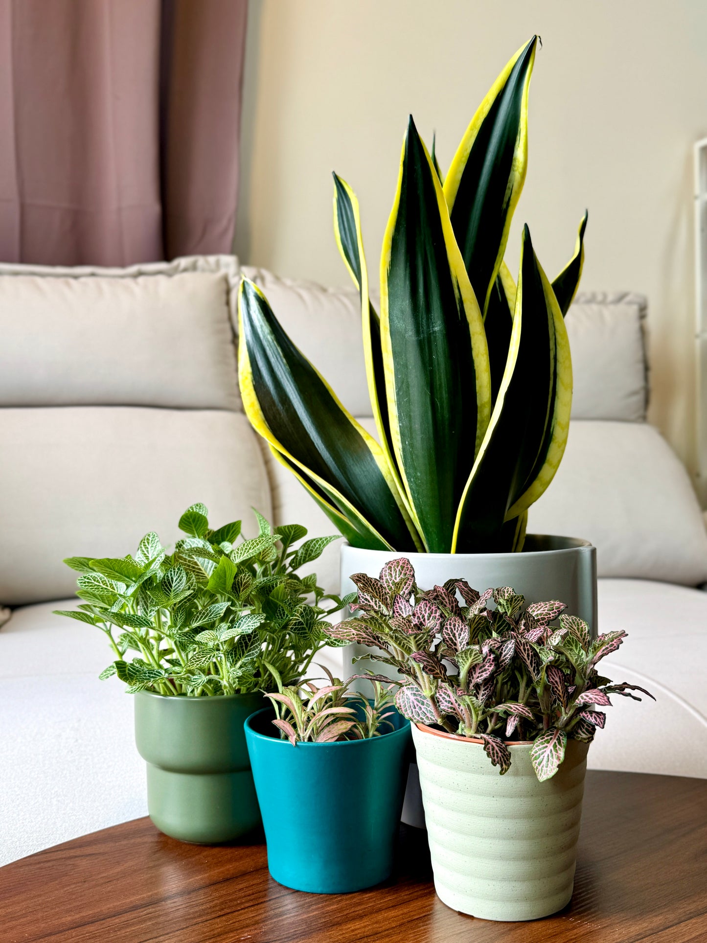 Snake Plant Black Gold Extreme [M Size)