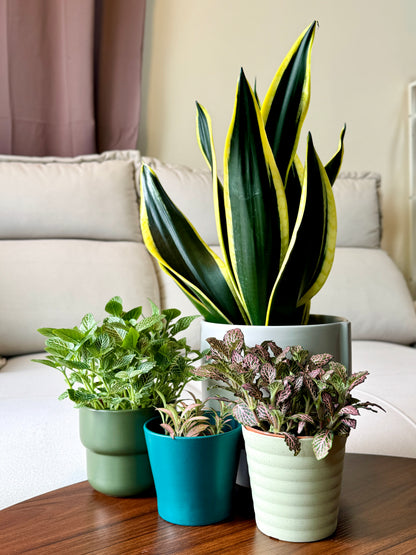 Snake Plant Black Gold Extreme [M Size)