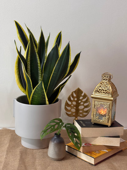 Snake Plant Black Gold Extreme [M Size)