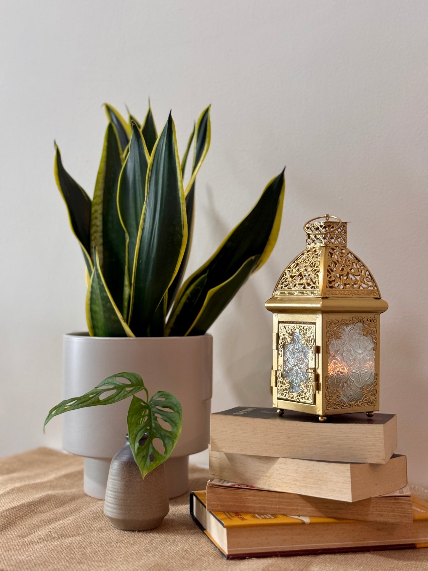 Snake Plant Black Gold Extreme [M Size)