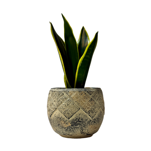 Snake Plant Sansevieria Black Gold Extreme [S Size]