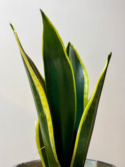 Snake Plant Black Gold Extreme [S Size]
