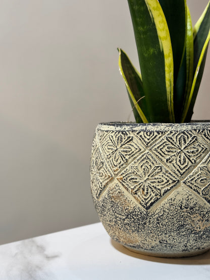 Snake Plant Black Gold Extreme [S Size]