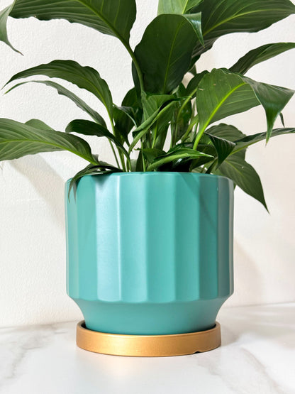 Spathiphyllum Peace Lily (M Size)