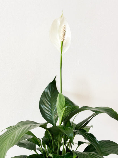 Spathiphyllum Peace Lily (M Size)