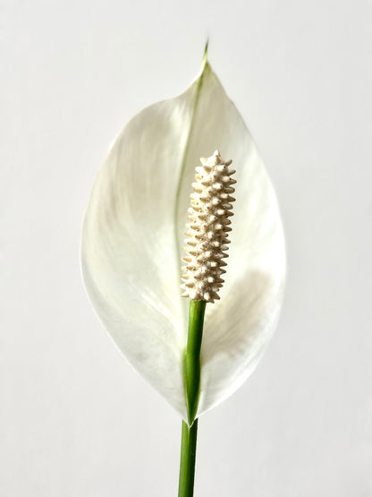 Spathiphyllum Peace Lily (M Size)