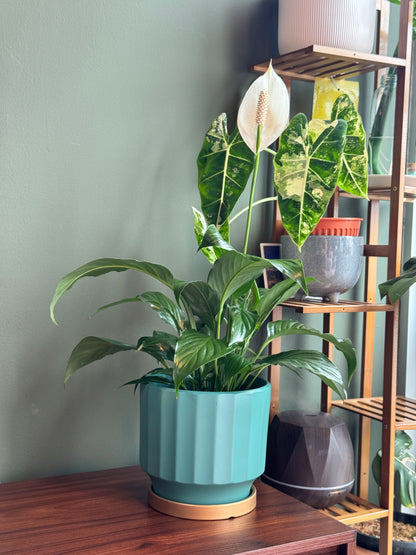 Spathiphyllum Peace Lily (M Size)
