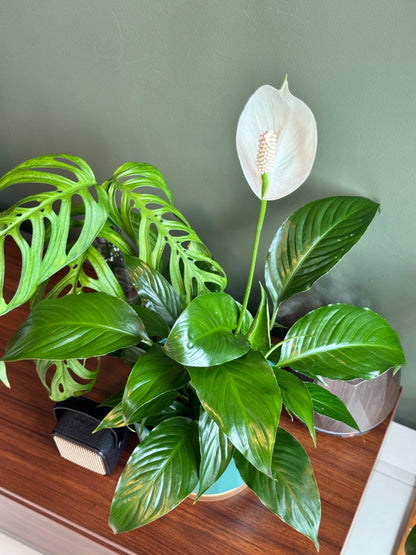Spathiphyllum Peace Lily (M Size)