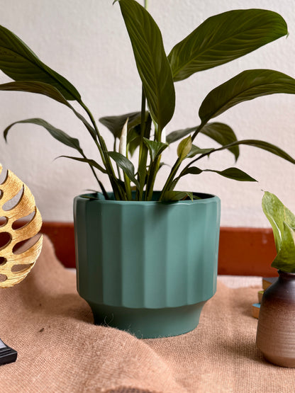 Spathiphyllum Peace Lily (M Size)