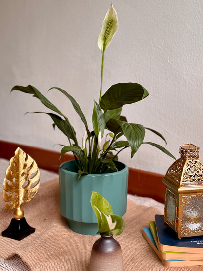 Spathiphyllum Peace Lily (M Size)