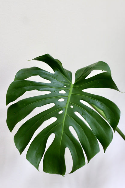 Monstera Deliciosa (XL Size)