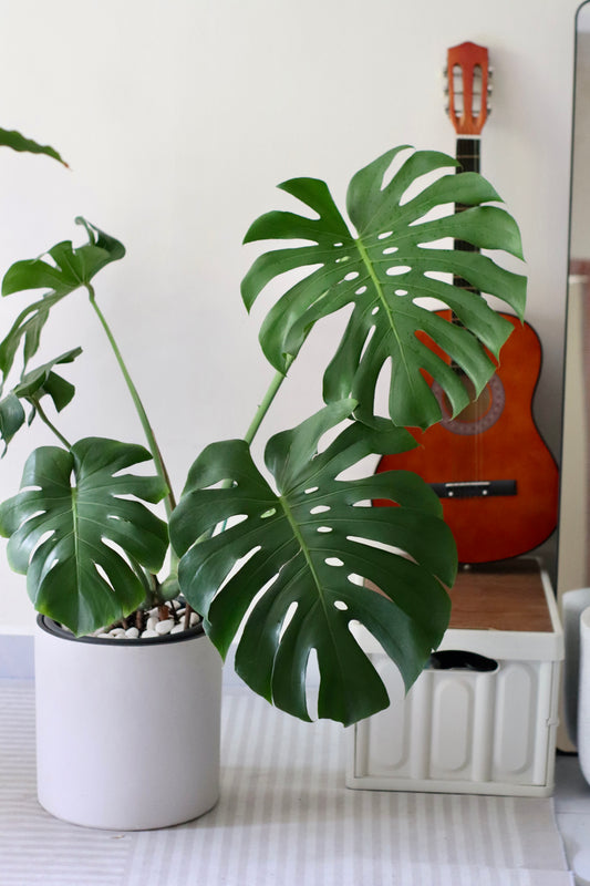 Monstera Deliciosa (XL Size)