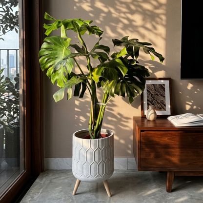 Monstera deliciosa (Swiss cheese plant) in cement honeycomb geometric pot on wooden legs — indoor plant for Kuala Lumpur homes.