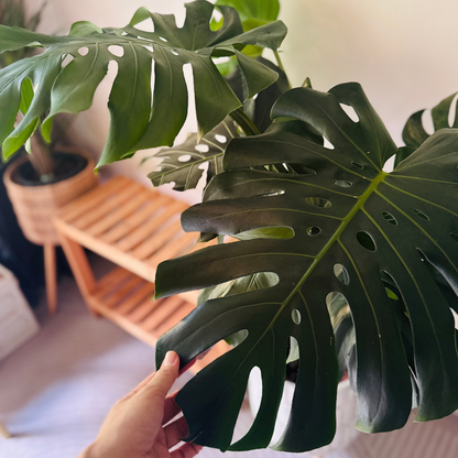 Close-up of a hand holding a large monstera deliciosa XL leaf with a white wall background in a minimalistic decor setting