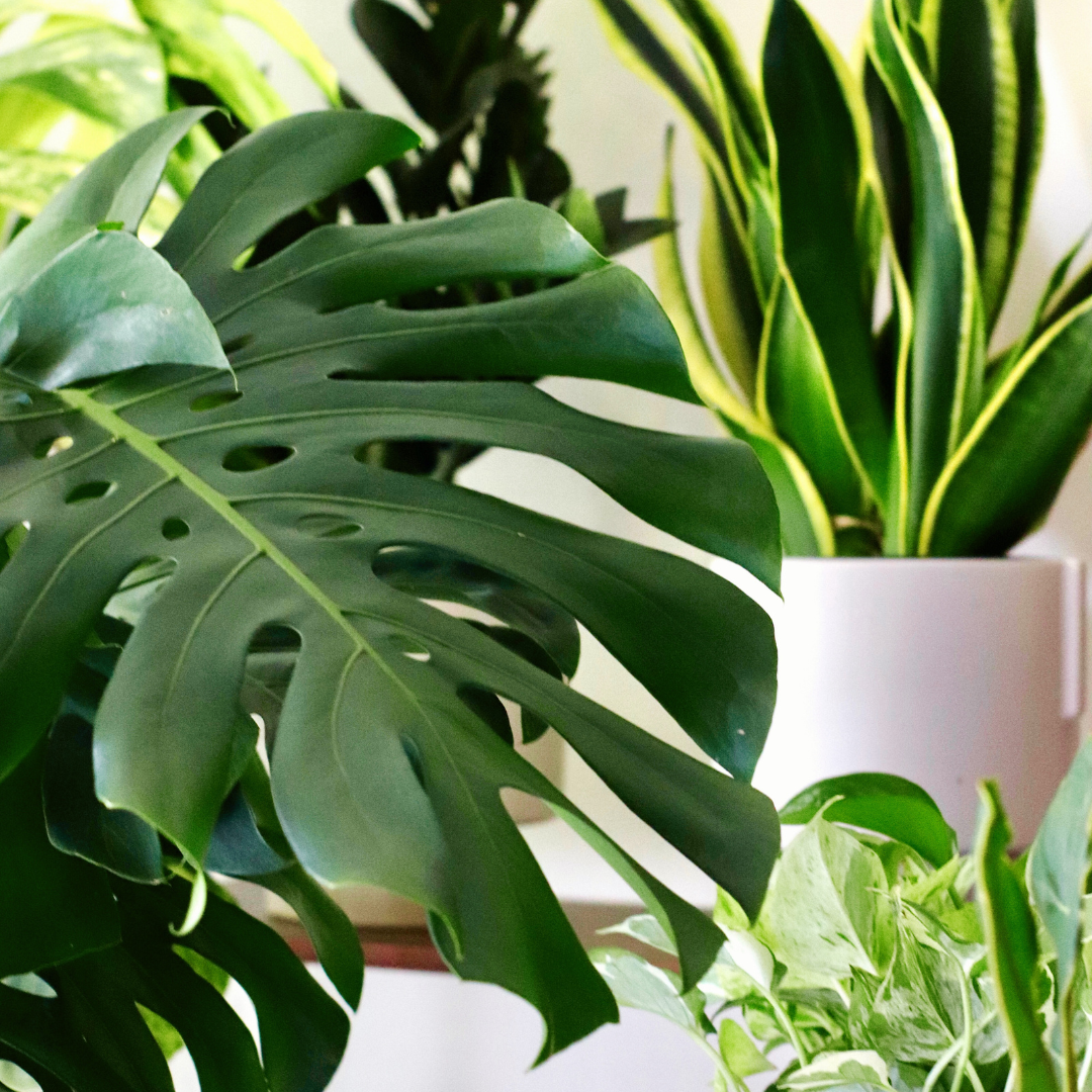 Close-up of monstera deliciosa XL and various potted plants with green leaves.