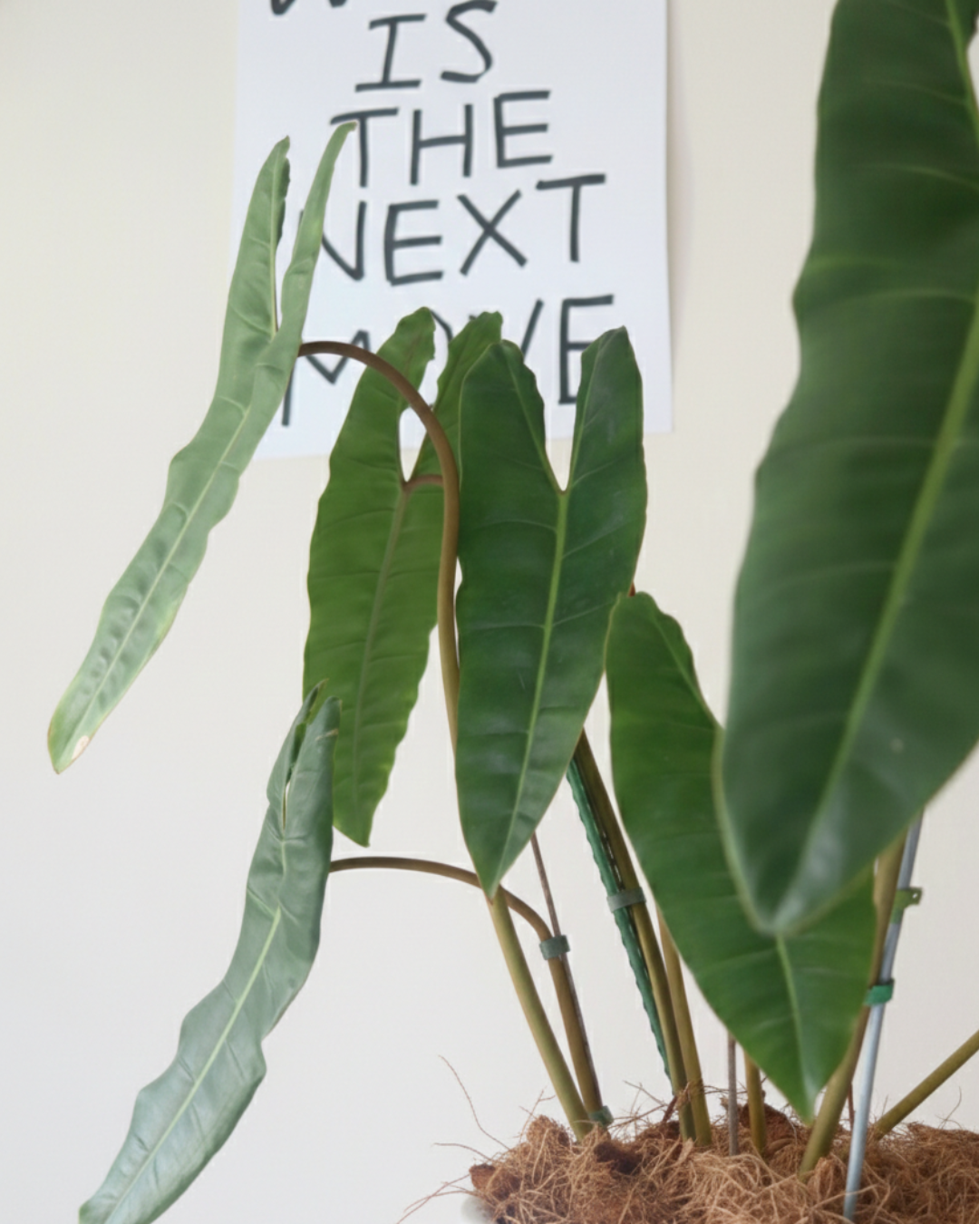 Philodendron Billietiae (Large) in Modern Sand Vertical Ceramic Planter