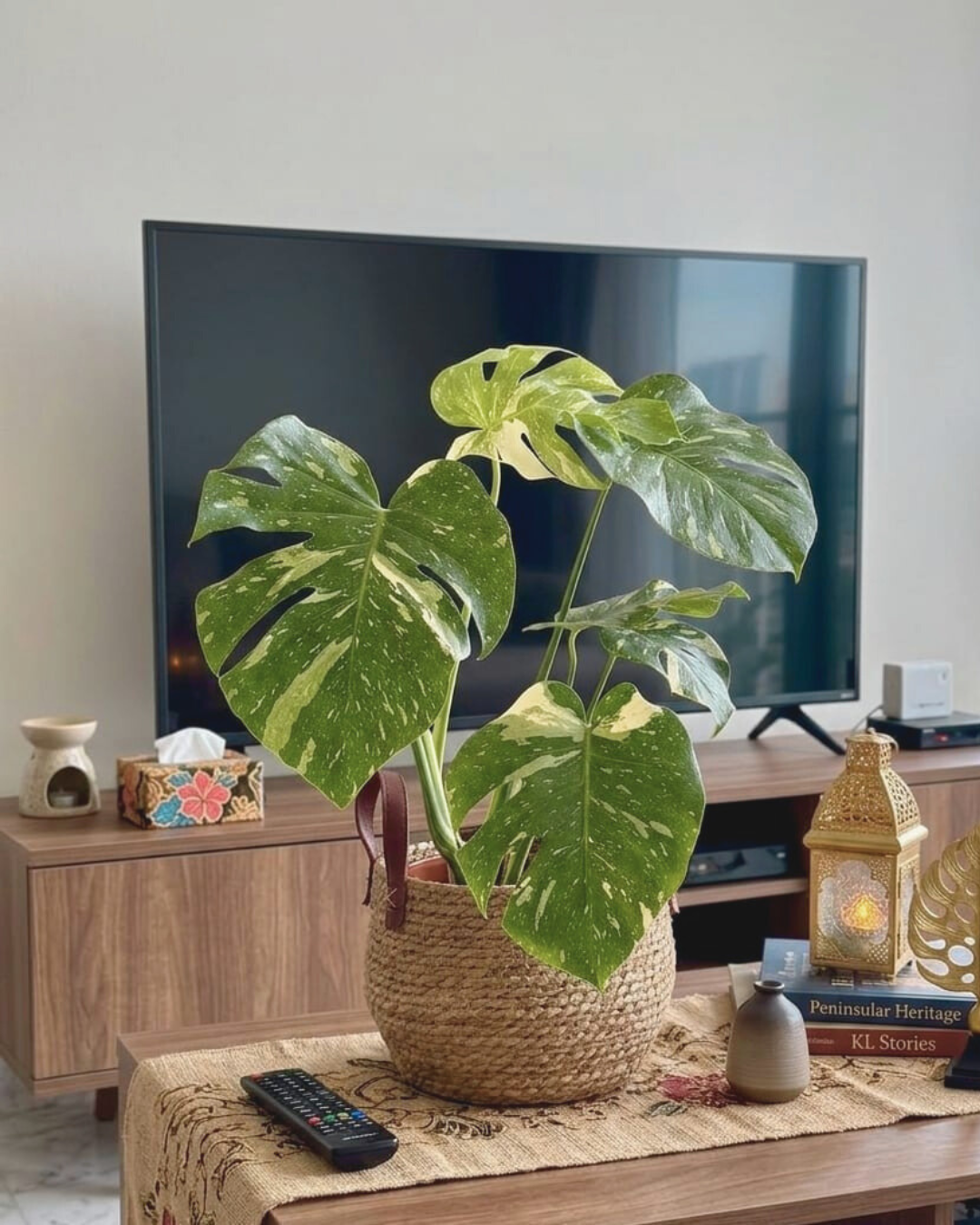 A Monstera Thai Constellation plant with large green leaves featuring white variegation, placed in a natural rattan basket planter. The planter is situated on a table with a tv as background with lantern on the desk.