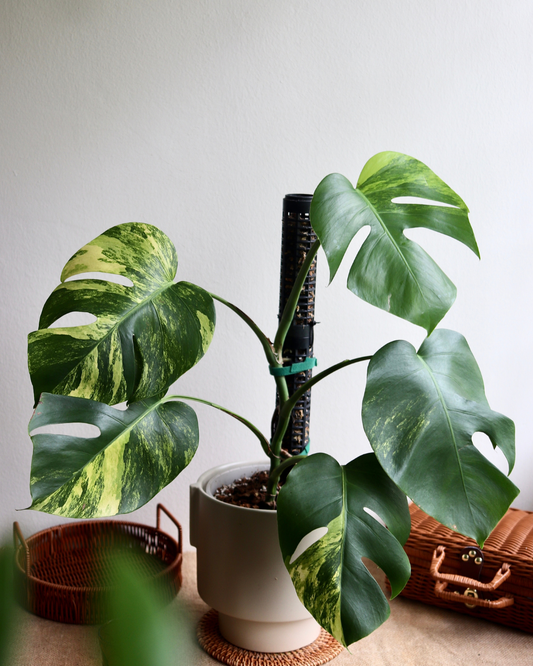 Monstera Aurea marmorata plant in light brown ceramic pot with variegated green lime cream leaves on a light background