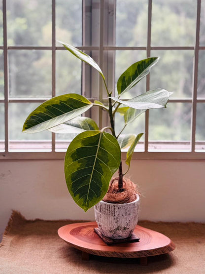 Variegated Ficus Altissima (M size)