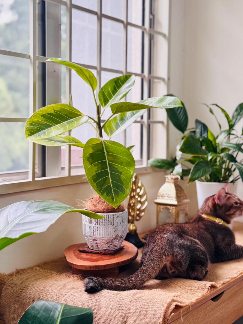 Variegated Ficus Altissima (M size)