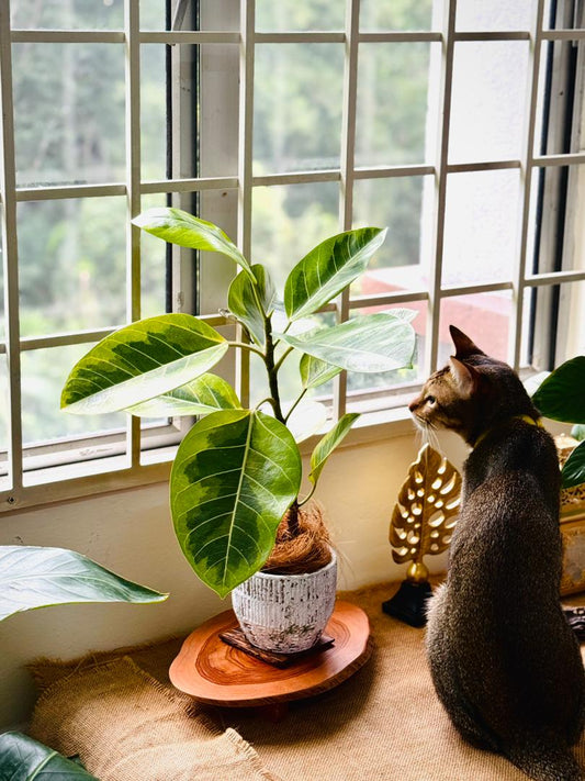Variegated Ficus Altissima (M size)