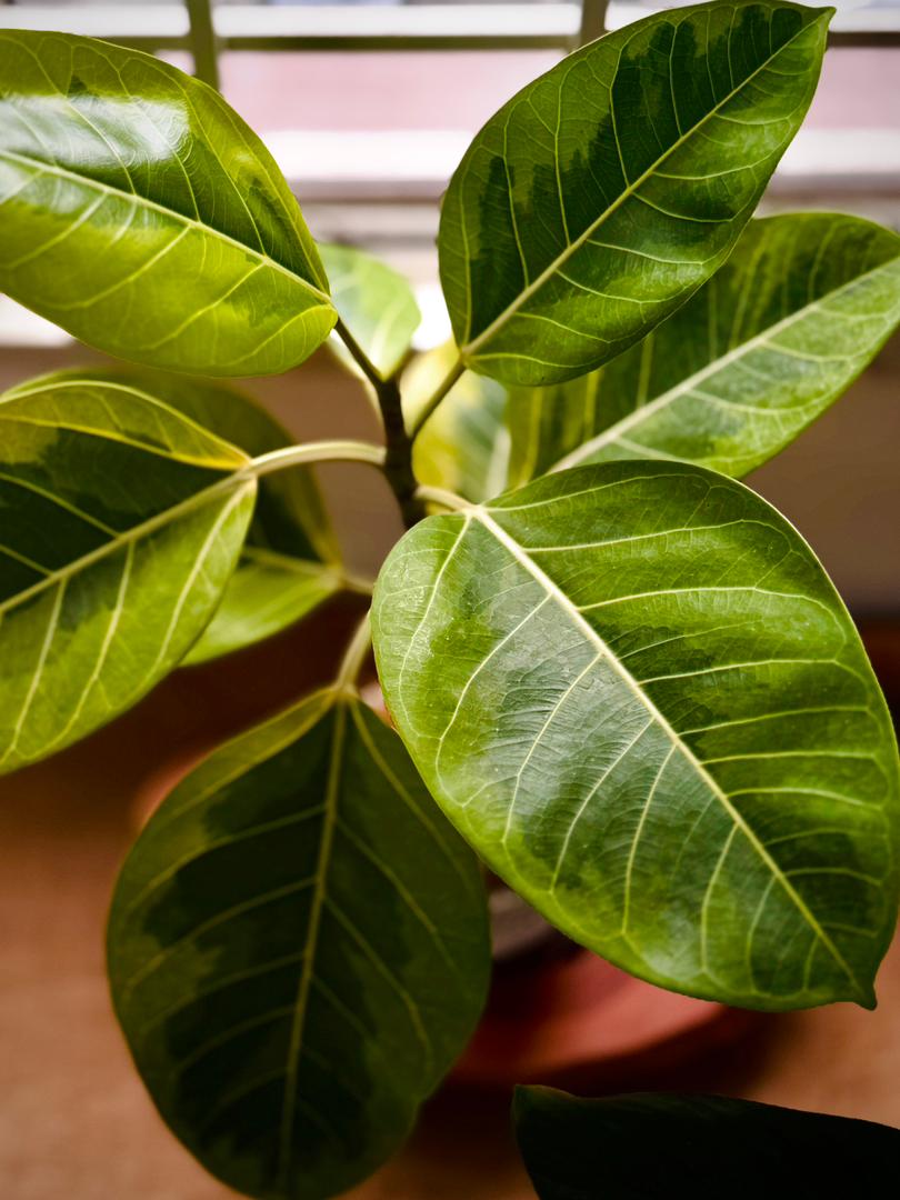 Variegated Ficus Altissima (M size)